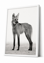 The Maned Wolf
