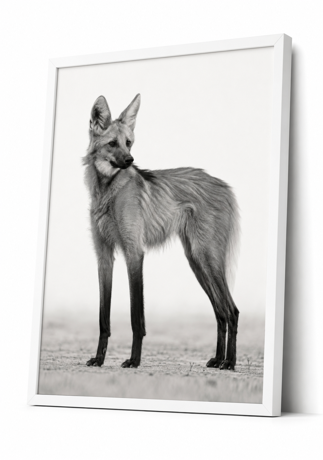 The Maned Wolf