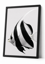 The Moorish Idol
