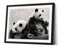 Great Pandas Together