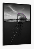 The Portuguese Man O' War