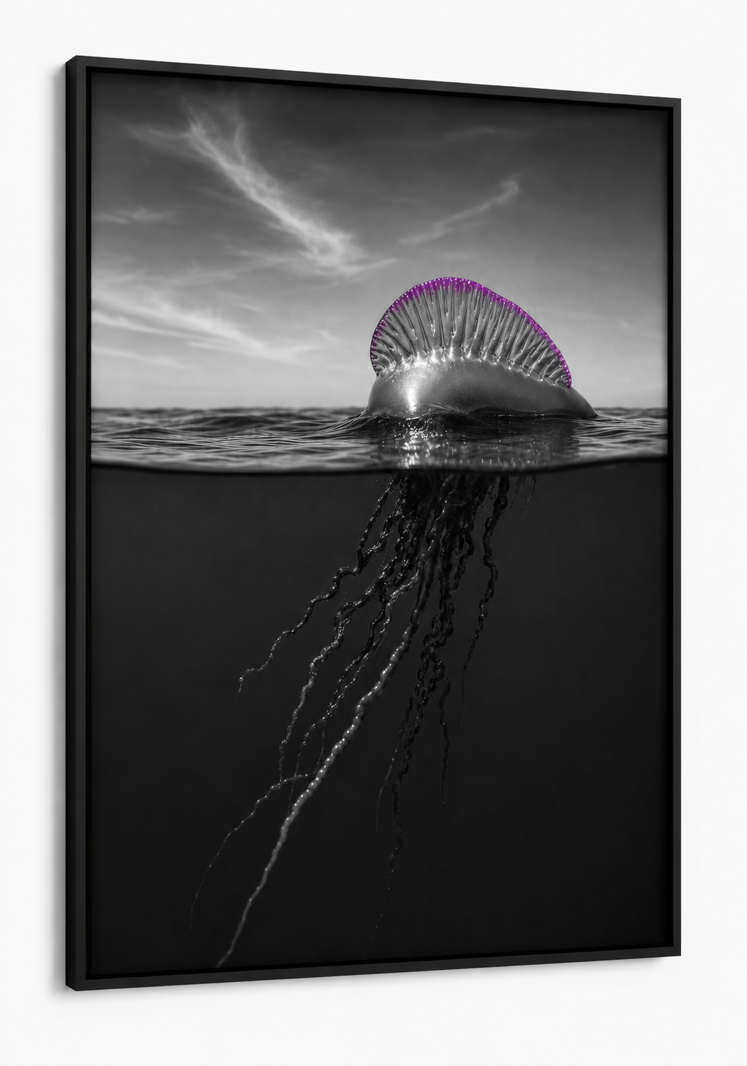 The Portuguese Man O' War