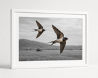 Swallows in Flight