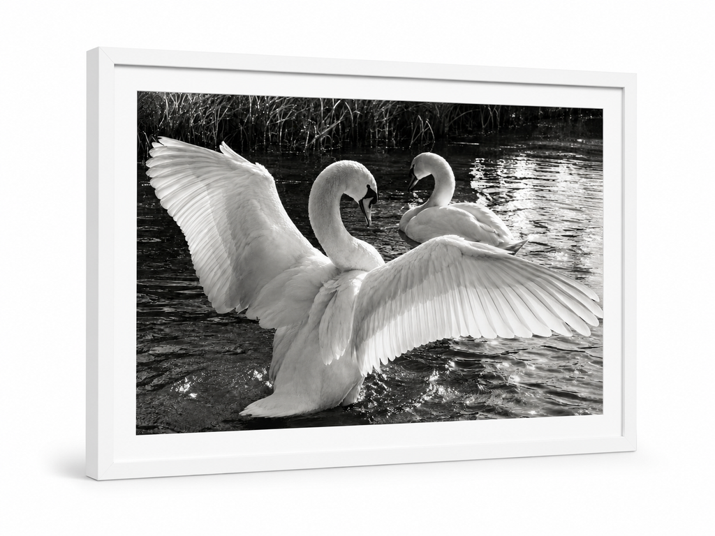 Swans Busking in the Sunlight