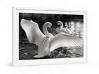 Swans Busking in the Sunlight