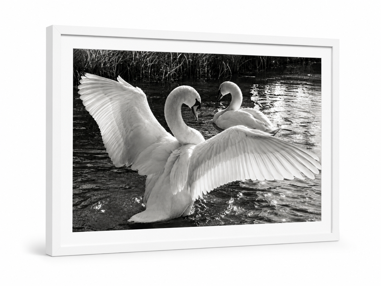 Swans Busking in the Sunlight