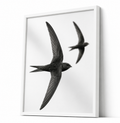 Swifts Together