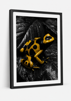 The Yellow Banded Poison Dart Frog