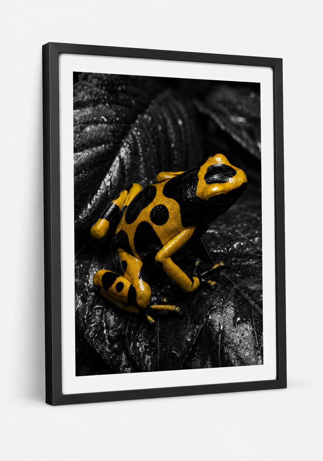 The Yellow Banded Poison Dart Frog