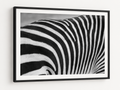 The Zebras Pattern
