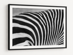 The Zebras Pattern