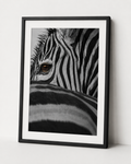 The Zebras Glance
