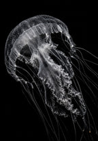 Deepstaria 