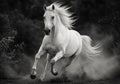 The Wild Horse in Motion