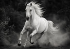 The Wild Horse in Motion