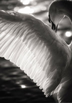 A Swan Busking in the Sunlight (version 1)
