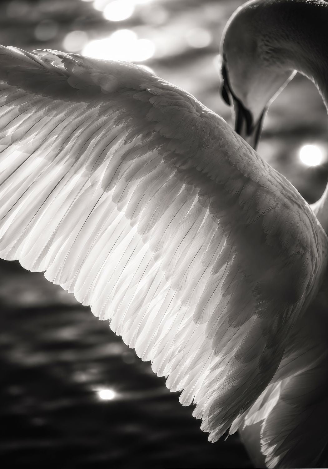 A Swan Busking in the Sunlight (version 1)