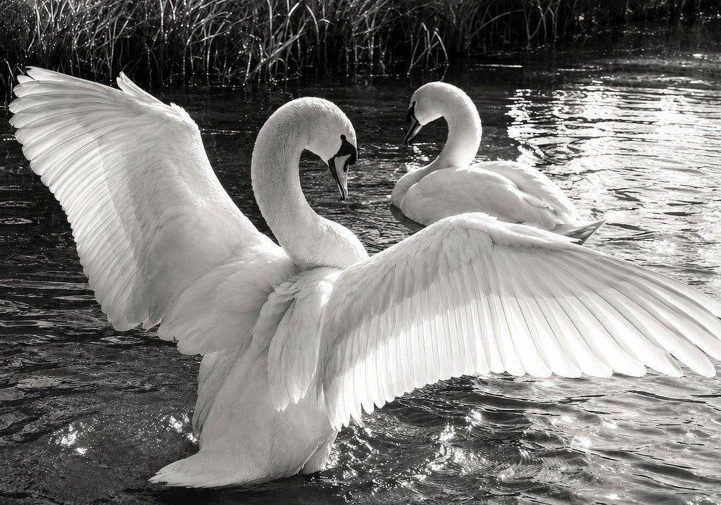 Swans Busking in the Sunlight