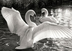 Swans Busking in the Sunlight