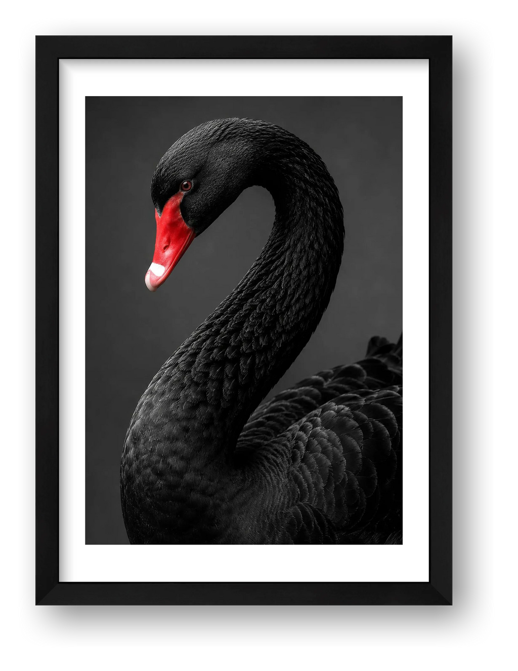 Black Swan — framed