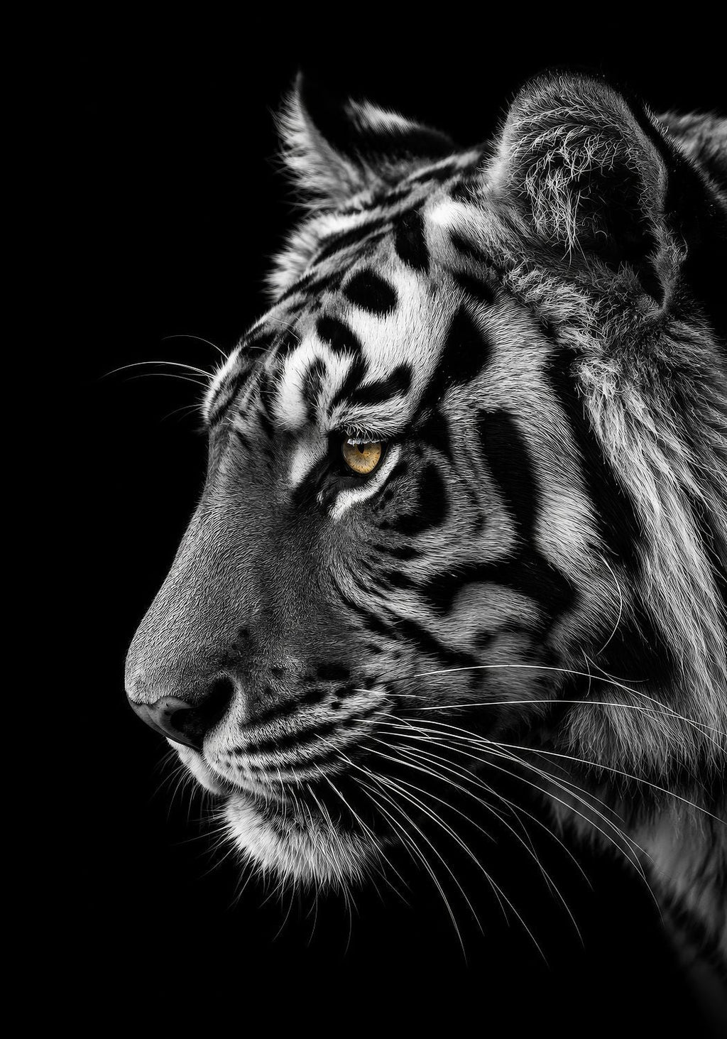 The Bengal Tiger