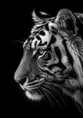 The Bengal Tiger