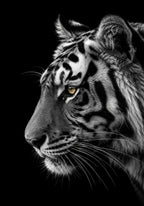 The Bengal Tiger