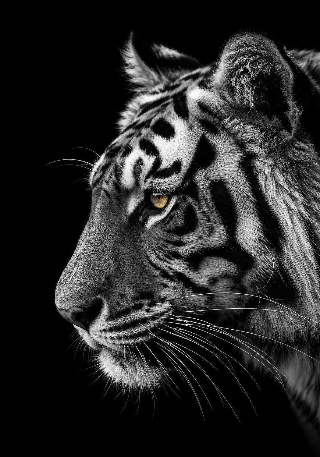 The Bengal Tiger