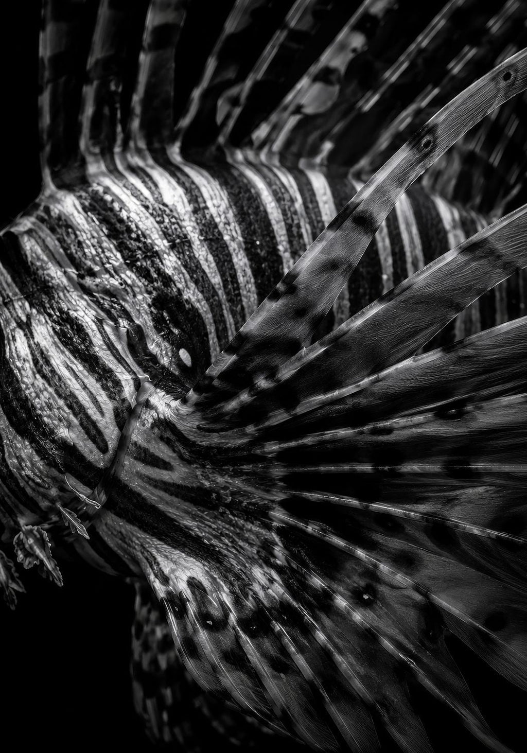 The Lionfish