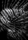 The Lionfish