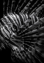 The Lionfish