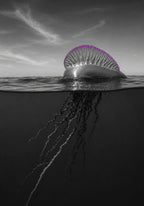The Portuguese Man o' War