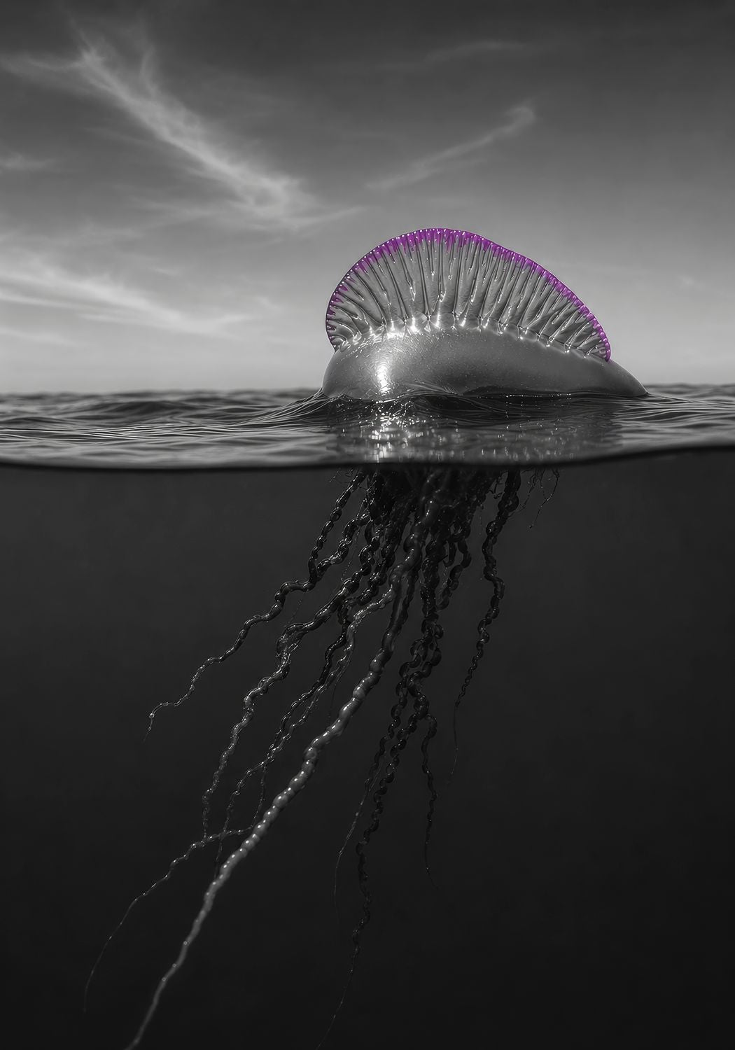The Portuguese Man o' War