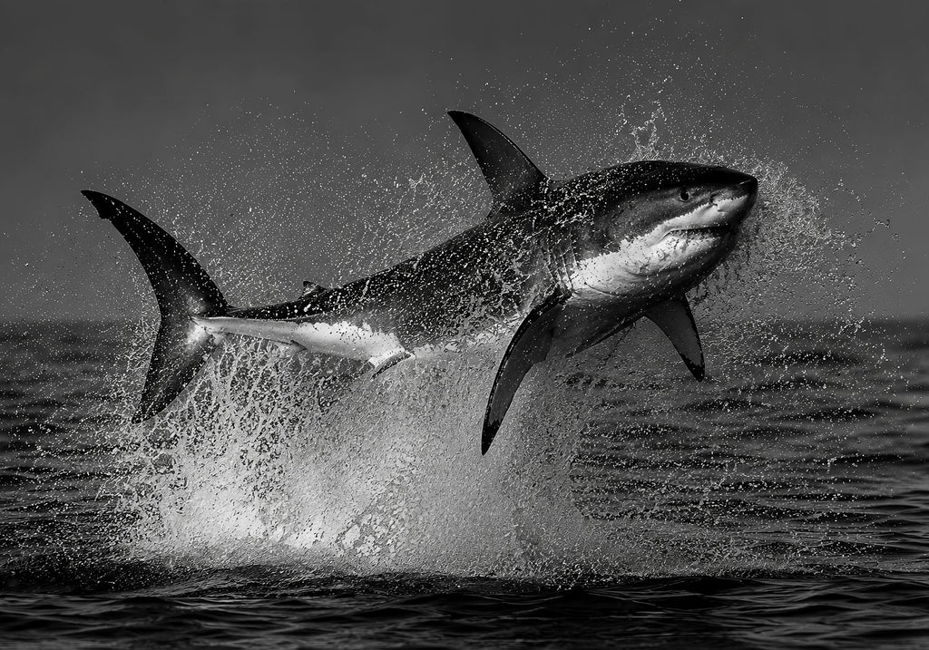 The Great White Shark Breach
