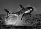The Great White Shark Breach