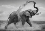 The African Elephant