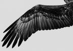 The Eagles Wing