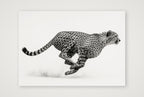 Cheetah in Motion — 100×70cm, 39×28" Print only