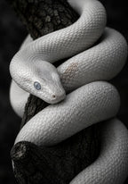 White Snake in Ivory Coil